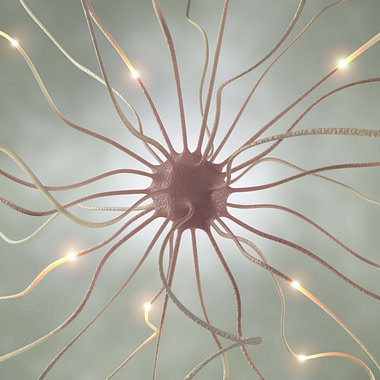 Interconnected neurons transferring information with electrical pulses.